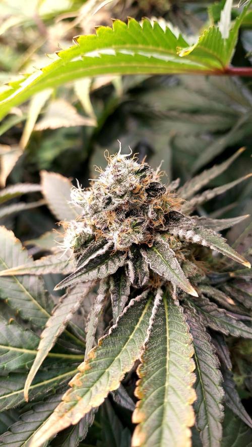 The Garden 2026-1 -- MSNL Animal Mints. Week 14 - AM1