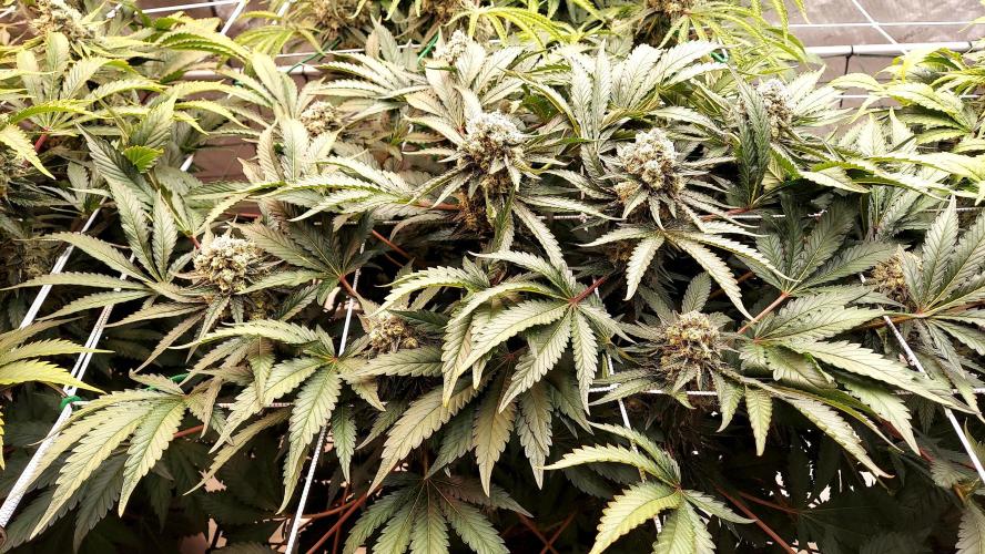 The Garden 2026-1 -- MSNL Animal Mints. Week 14 - AM2