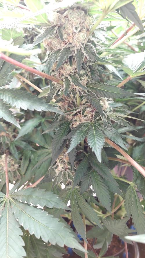 The Garden 2026-1 -- MSNL Animal Mints. Week 14 - AM2