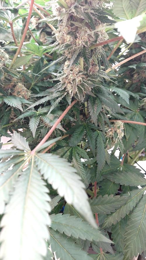 The Garden 2026-1 -- MSNL Animal Mints. Week 14 - AM2