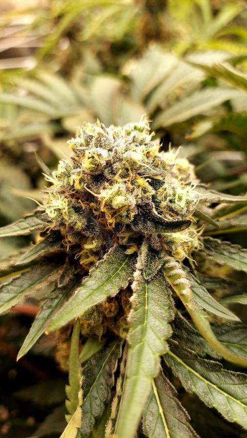 The Garden 2026-1 -- MSNL Animal Mints. Week 14 - AM2