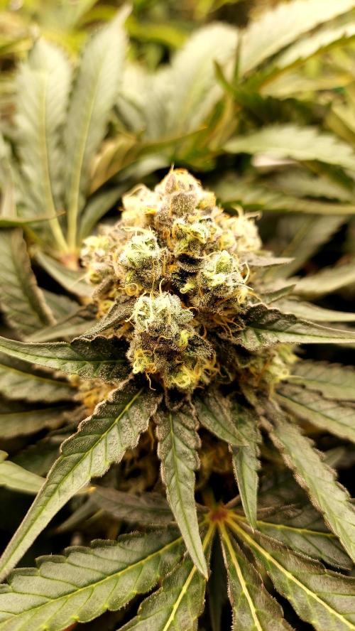 The Garden 2026-1 -- MSNL Animal Mints. Week 14 - AM2