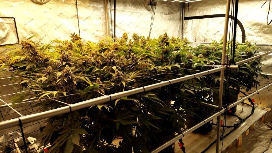 The Garden 2026-1 -- MSNL Kush Mints. Week 14 - FD 59