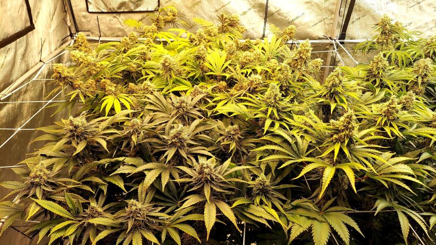 The Garden 2026-1 -- MSNL Kush Mints. Week 14 - FD 59