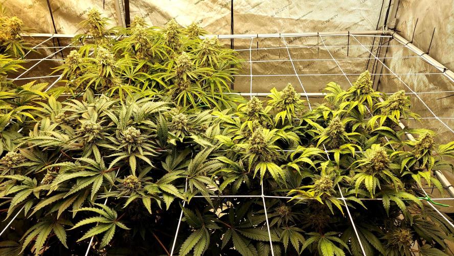 The Garden 2026-1 -- MSNL Kush Mints. Week 14 - FD 59