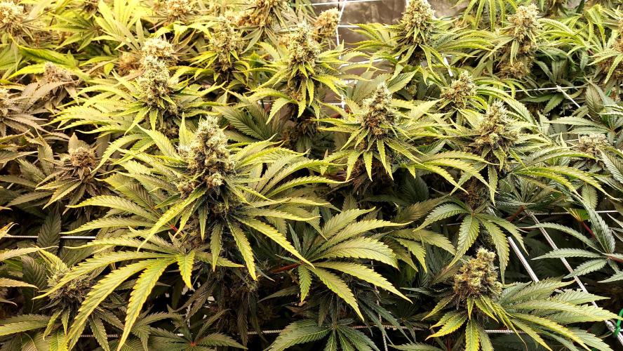 The Garden 2026-1 -- MSNL Kush Mints. Week 14 - FD 59KM1 - FD59