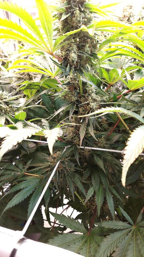 The Garden 2026-1 -- MSNL Kush Mints. Week 14 - KM1 - FD59