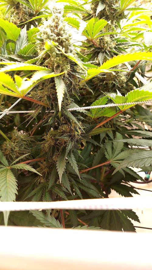 The Garden 2026-1 -- MSNL Kush Mints. Week 14 - KM1 - FD59