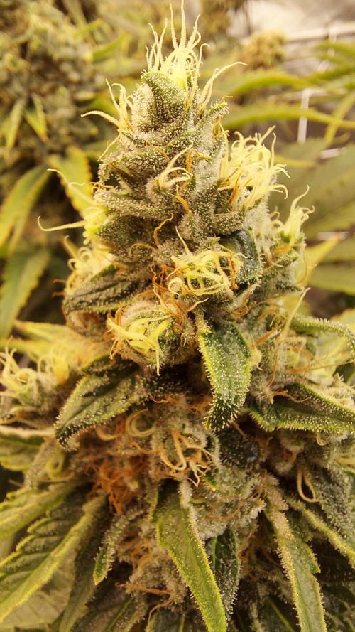 The Garden 2026-1 -- MSNL Kush Mints. Week 14 - KM1 - FD59