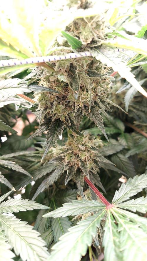 The Garden 2026-1 -- MSNL Kush Mints. Week 14 - KM2 - FD59