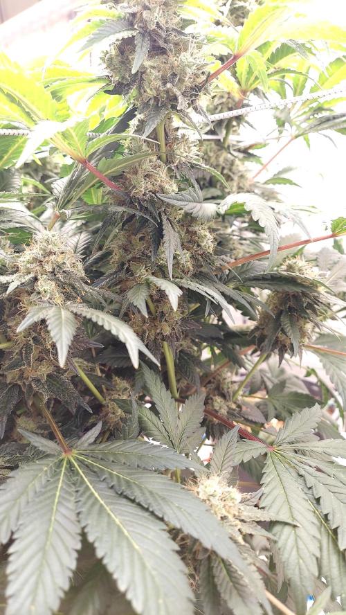 The Garden 2026-1 -- MSNL Kush Mints. Week 14 - KM2 - FD59