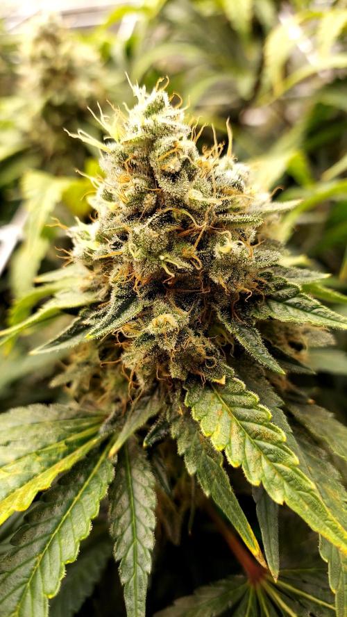 The Garden 2026-1 -- MSNL Kush Mints. Week 14 - KM2 - FD59