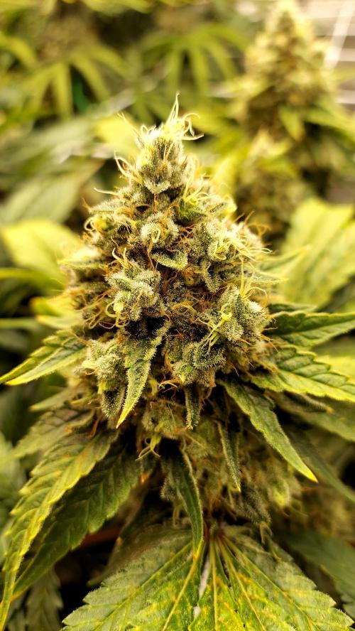 The Garden 2026-1 -- MSNL Kush Mints. Week 14 - KM2 - FD59