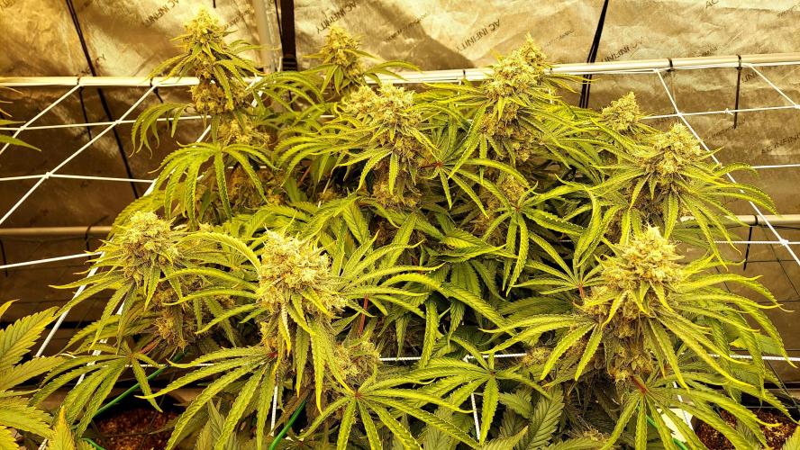 The Garden 2026-1 -- MSNL Kush Mints. Week 14 - KM3 - FD59