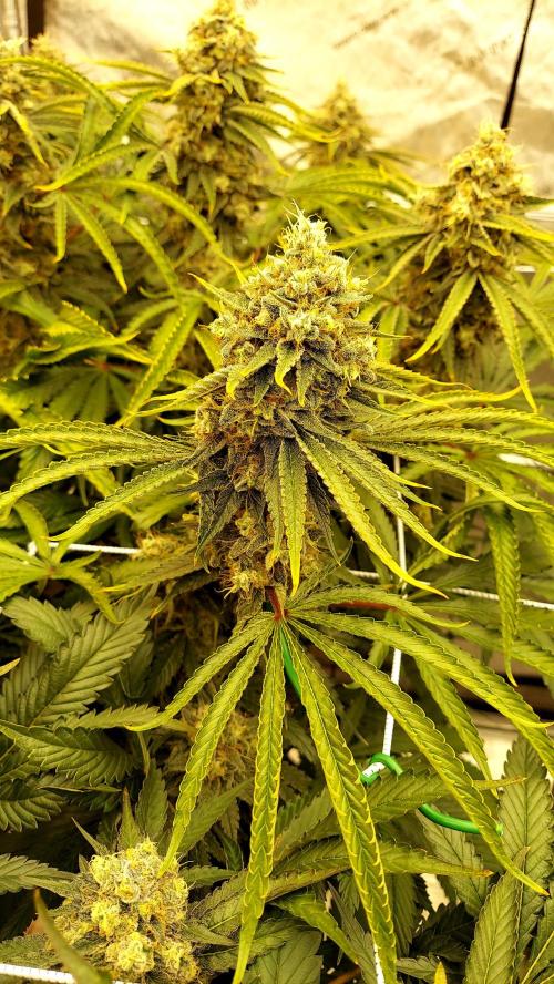 The Garden 2026-1 -- MSNL Kush Mints. Week 14 - KM3 - FD59