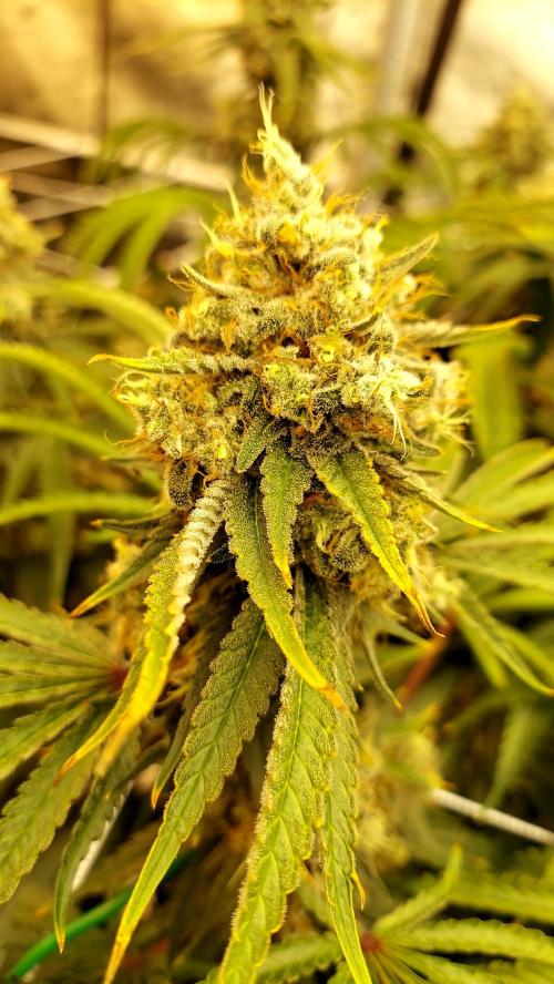 The Garden 2026-1 -- MSNL Kush Mints. Week 14 - KM3 - FD59