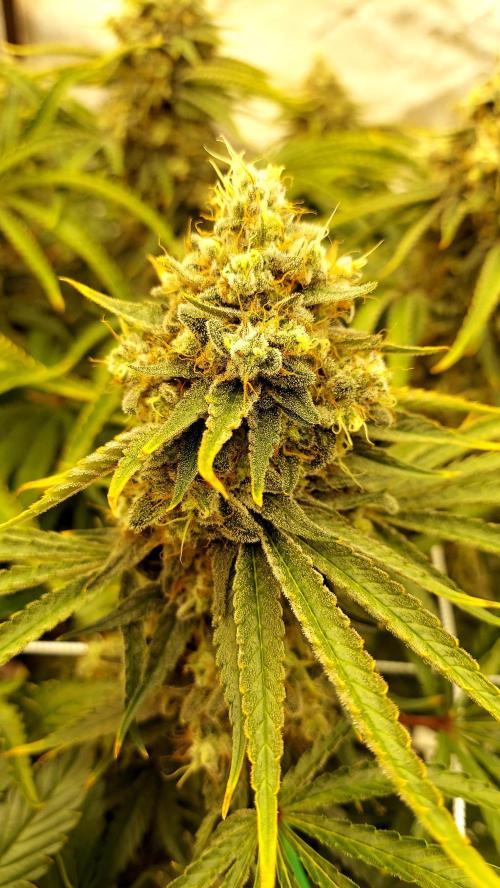 The Garden 2026-1 -- MSNL Kush Mints. Week 14 - KM3 - FD59