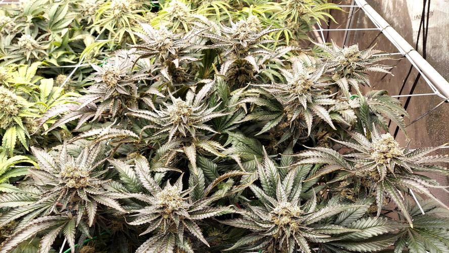 The Garden 2026-1 -- MSNL Kush Mints. Week 14 - KM4 - FD57 - harvest day