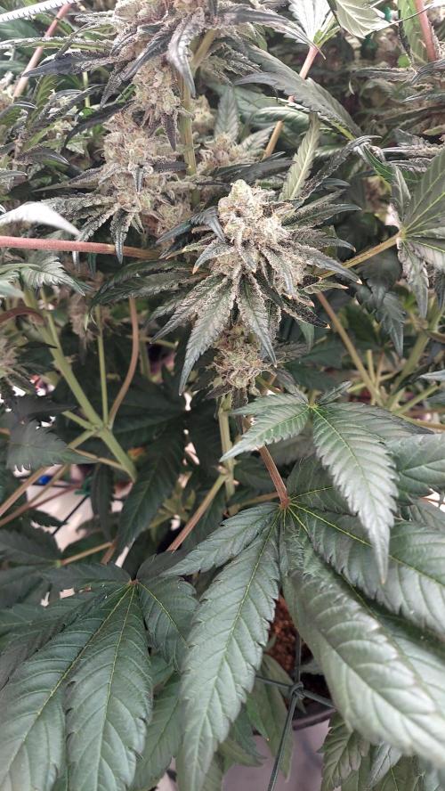 The Garden 2026-1 -- MSNL Kush Mints. Week 14 - KM4 - FD57 - harvest day