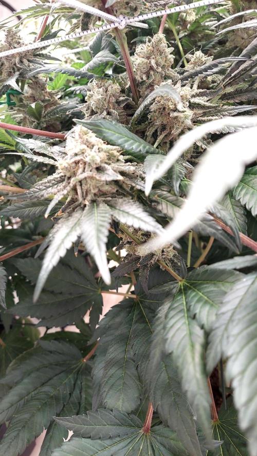 The Garden 2026-1 -- MSNL Kush Mints. Week 14 - KM4 - FD57 - harvest day