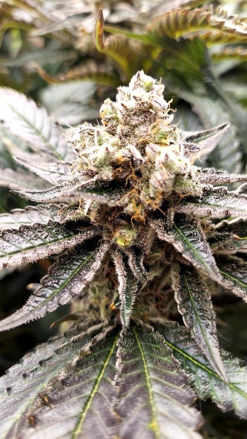 The Garden 2026-1 -- MSNL Kush Mints. Week 14 - KM4 - FD57 - harvest day