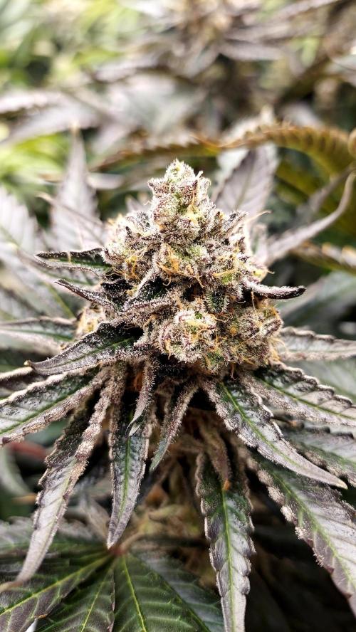 The Garden 2026-1 -- MSNL Kush Mints. Week 14 - KM4 - FD57 - harvest day