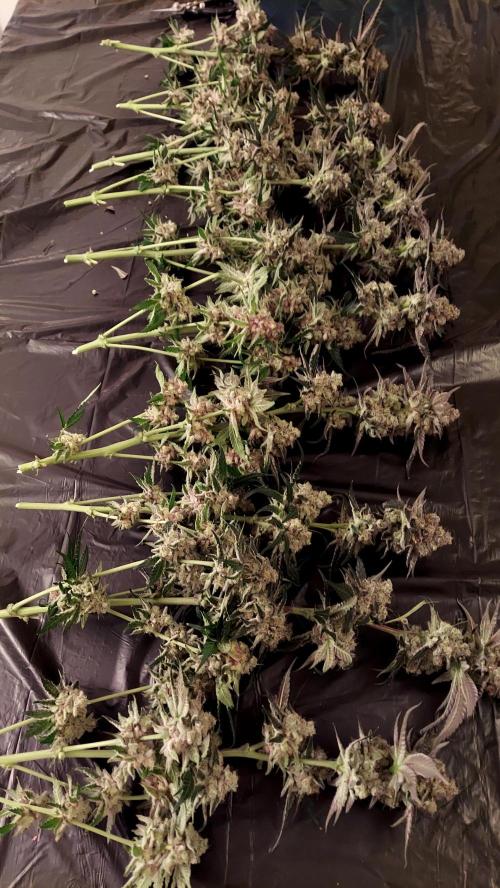 The Garden 2026-1 -- MSNL Kush Mints. Week 14 - KM4