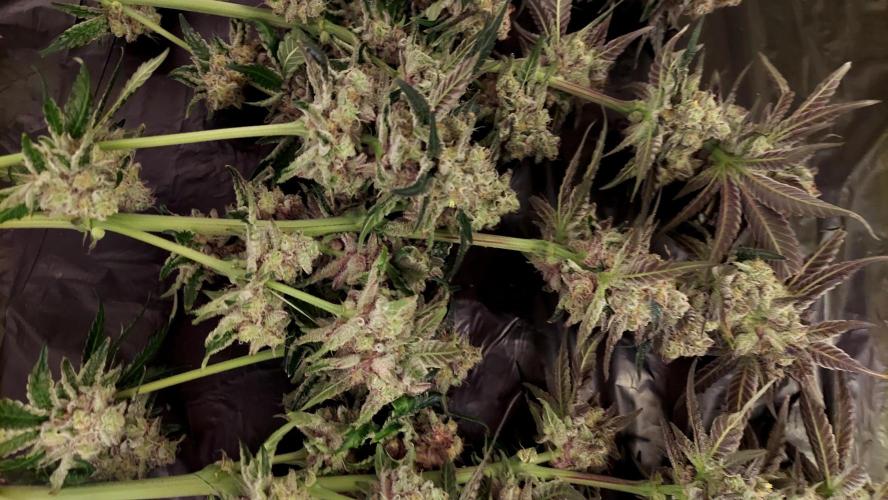 The Garden 2026-1 -- MSNL Kush Mints. Week 14 - KM4