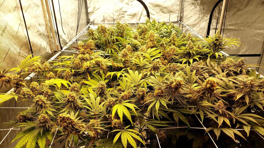 The Garden 2026-1 - HSC Mountaintop Mint. Week 14