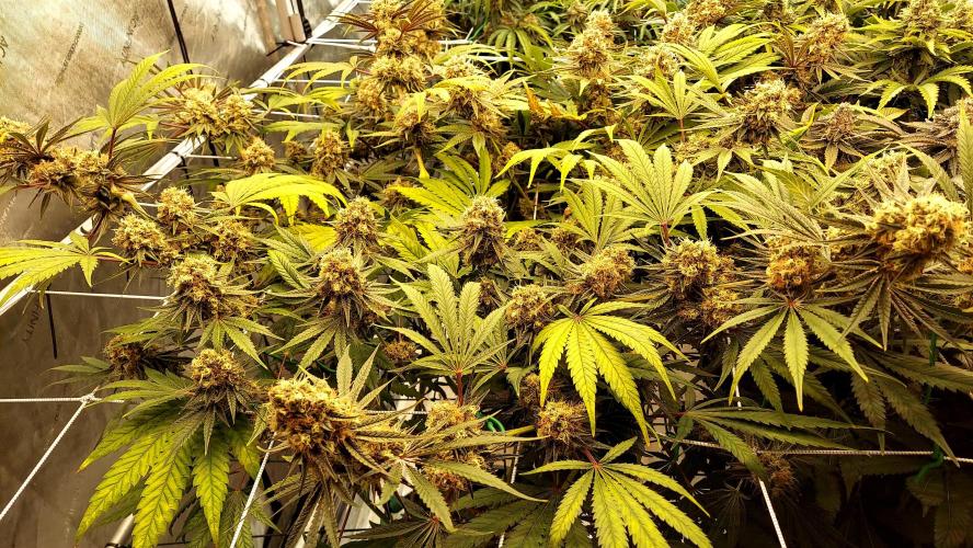 The Garden 2026-1 - HSC Mountaintop Mint. Week 14