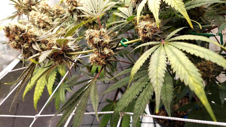 The Garden 2026-1 - HSC Mountaintop Mint. Week 14