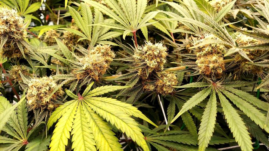 The Garden 2026-1 - HSC Mountaintop Mint. Week 14