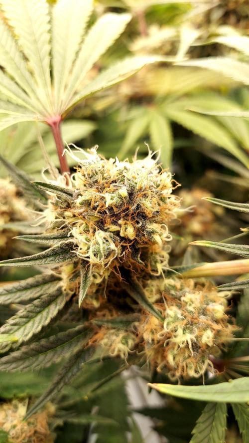 The Garden 2026-1 - HSC Mountaintop Mint. Week 14