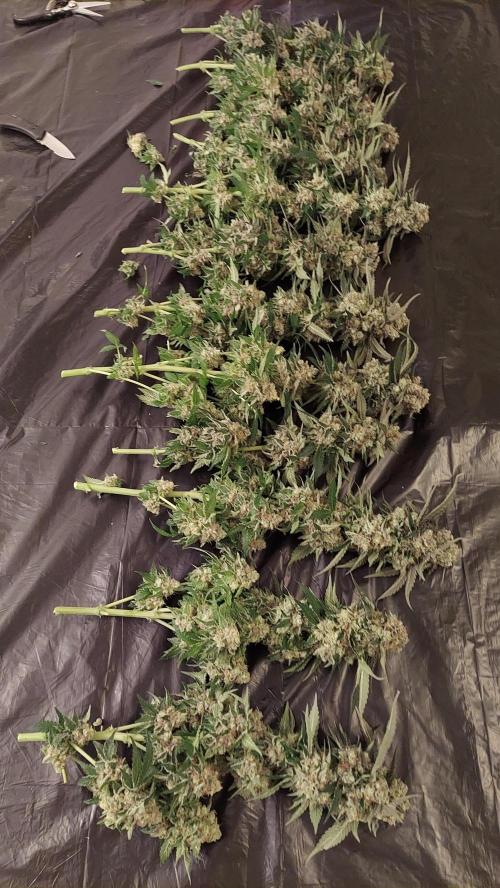 The Garden 2026-1 -- MSNL Animal Mints. Week 15 - AM2 - 63 flower nights