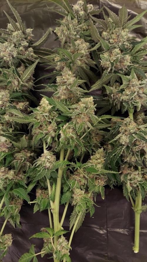 The Garden 2026-1 -- MSNL Animal Mints. Week 15 - AM2 - 63 flower nights
