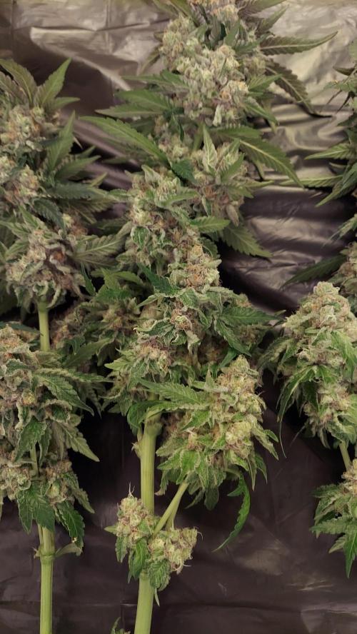 The Garden 2026-1 -- MSNL Animal Mints. Week 15 - AM2 - 63 flower nights