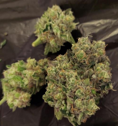 The Garden 2026-1 -- MSNL Animal Mints. Week 15 - AM2 - 63 flower nights