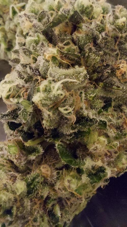 The Garden 2026-1 -- MSNL Animal Mints. Week 15 - AM2 - 63 flower nights