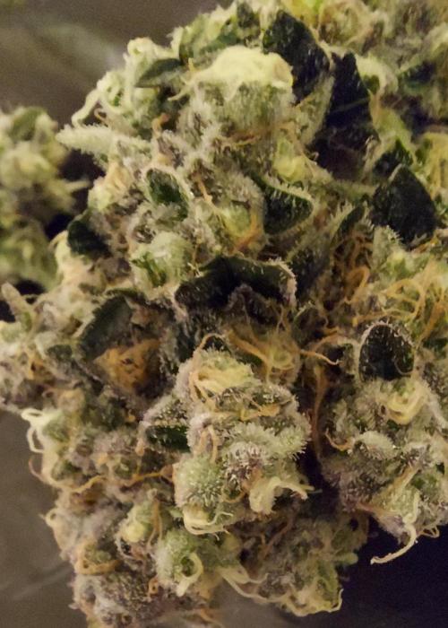 The Garden 2026-1 -- MSNL Animal Mints. Week 15 - AM2 - 63 flower nights