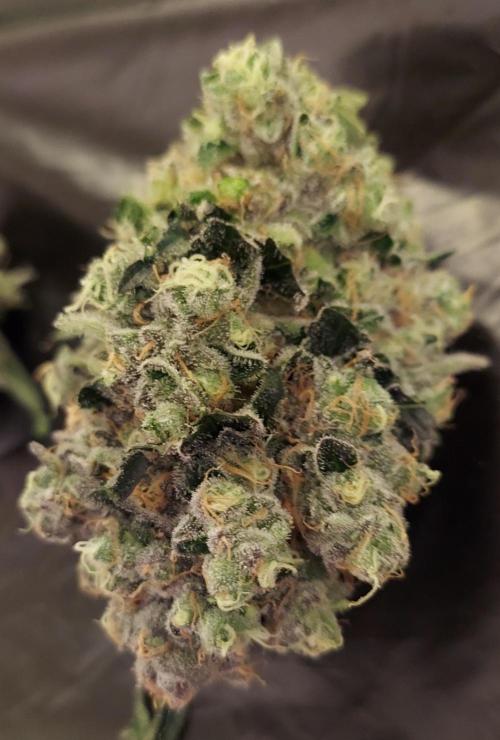 The Garden 2026-1 -- MSNL Animal Mints. Week 15 - AM2 - 63 flower nights