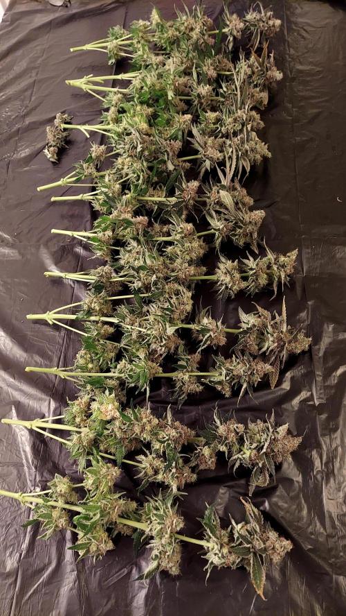 The Garden 2026-1 -- MSNL Animal Mints. Week 15 - AM1 - 63 flower nights