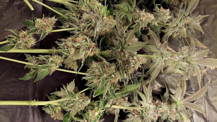 The Garden 2026-1 -- MSNL Animal Mints. Week 15 - AM1 - 63 flower nights