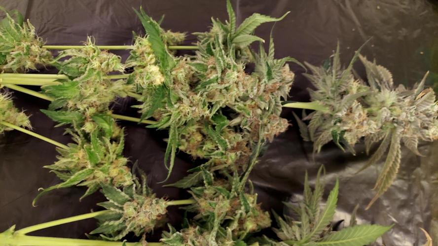 The Garden 2026-1 -- MSNL Animal Mints. Week 15 - AM1 - 63 flower nights