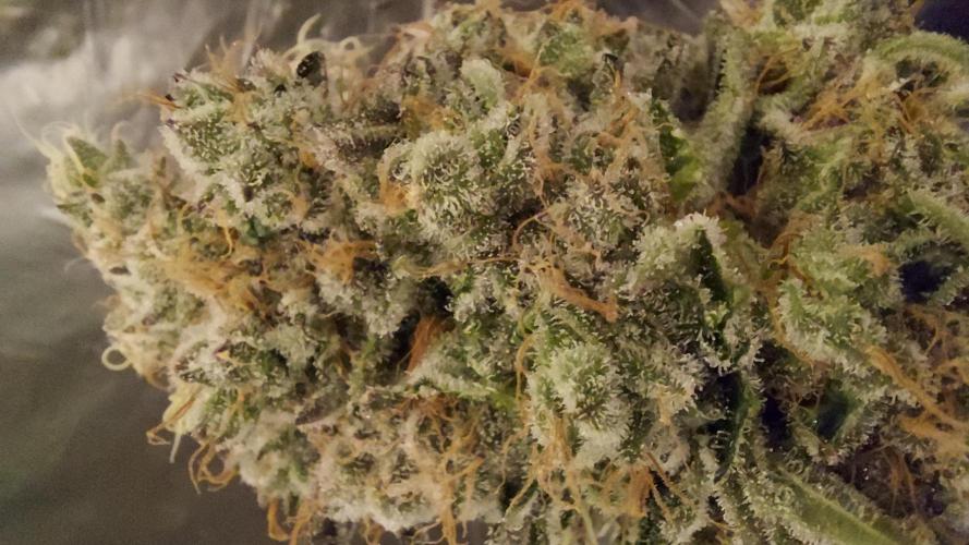 The Garden 2026-1 -- MSNL Animal Mints. Week 15 - AM1 - 63 flower nights