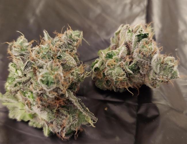 The Garden 2026-1 -- MSNL Animal Mints. Week 15 - AM1 - 63 flower nights