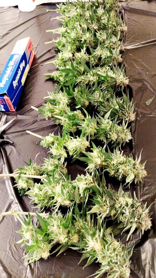 The Garden 2026-1 -- MSNL Animal Mints. Week 15 - AM3 - 52 flower nights