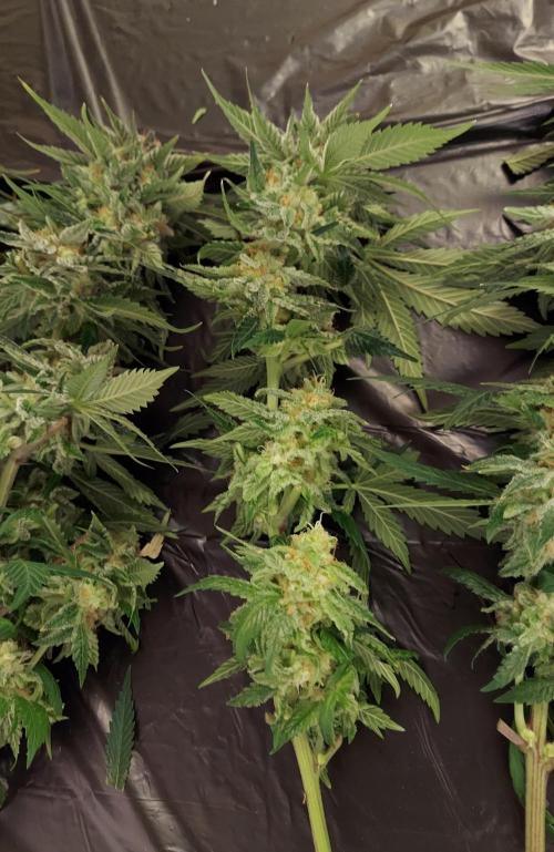 The Garden 2026-1 -- MSNL Animal Mints. Week 15 - AM3 - 52 flower nights