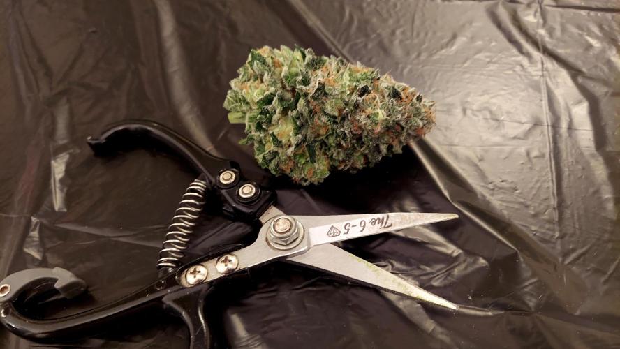 The Garden 2026-1 -- MSNL Animal Mints. Week 15 - AM3 - 52 flower nights