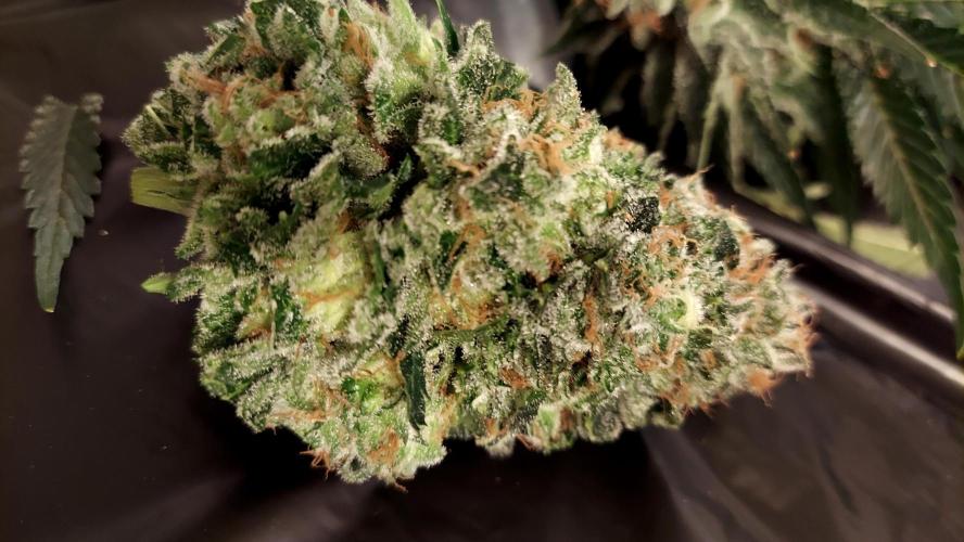 The Garden 2026-1 -- MSNL Animal Mints. Week 15 - AM3 - 52 flower nights