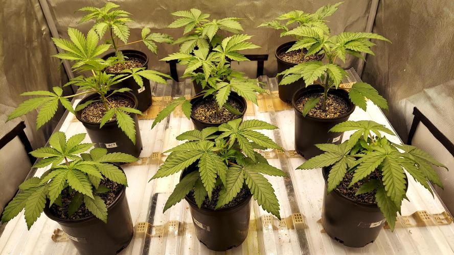 The Garden 2026-2 - MSNL Blue Cookies. Week 3